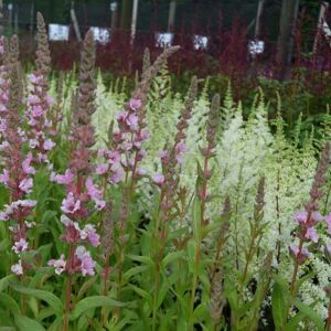 Lythrum salicaria 'Blush' ---